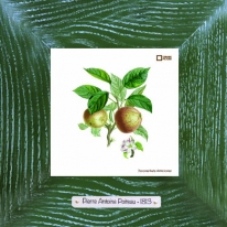 Passe-pomme-blanche 18х18 см
